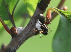 Camponotus pennsylvanicus