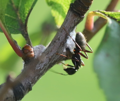 Camponotus pennsylvanicus