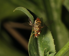Toxomerus marginatus