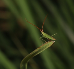 Trigonotylus caelestialium