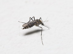 Aedes berlandi