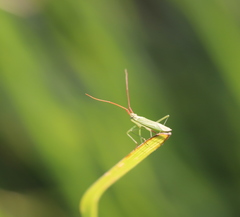 Trigonotylus caelestialium