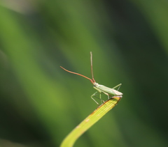 Trigonotylus caelestialium