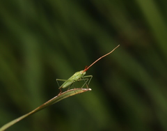 Trigonotylus caelestialium