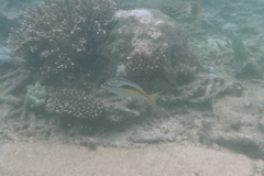 Scolopsis monogramma