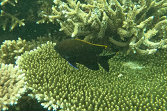Plectroglyphidodon apicalis