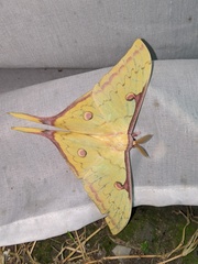 Actias sinensis