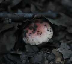 Russula