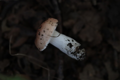 Russula