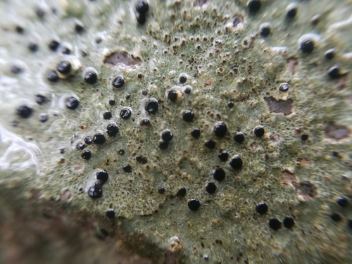 Buellia trachyspora image