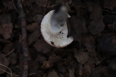 Russula