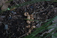 Apioperdon pyriforme