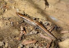 Plestiodon anthracinus