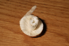 Russula