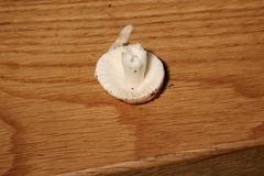 Russula