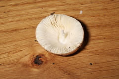 Russula