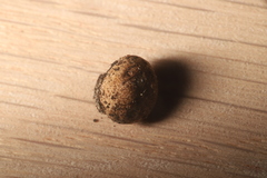 Apioperdon pyriforme