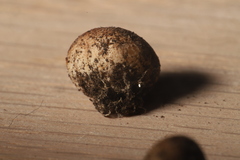 Apioperdon pyriforme