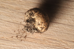 Apioperdon pyriforme