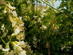 Vicia sylvatica