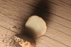 Apioperdon pyriforme