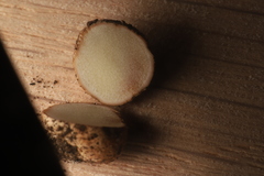 Apioperdon pyriforme