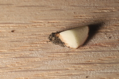 Apioperdon pyriforme