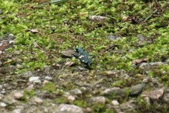 Cicindela sachalinensis
