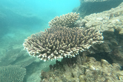 Acropora millepora