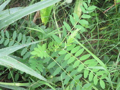 Astragalus canadensis