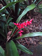 Aechmea miniata