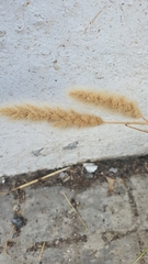 Polypogon monspeliensis