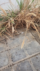 Polypogon monspeliensis