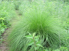 Sporobolus heterolepis