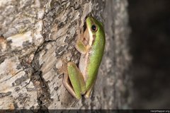 Litoria fallax