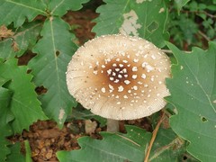 Amanita sychnopyramis