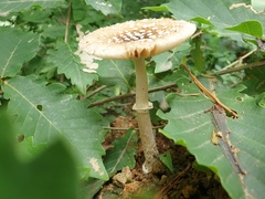 Amanita sychnopyramis