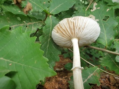 Amanita sychnopyramis