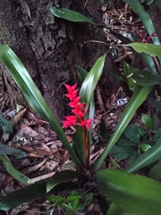Aechmea miniata