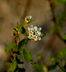 Lantana demutata