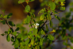 Lantana demutata