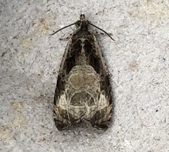 Olethreutes connectum