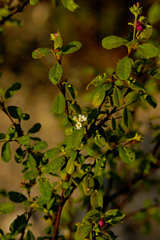 Lantana demutata