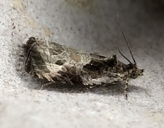 Olethreutes connectum