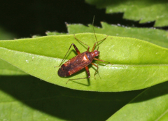 Phytocoris ulmi