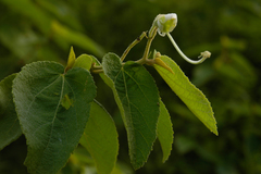 Helicteres jamaicensis