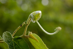 Helicteres jamaicensis