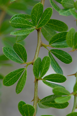 Pithecellobium bahamense