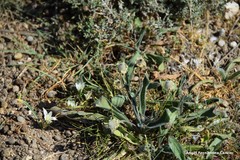 Ornithogalum baeticum