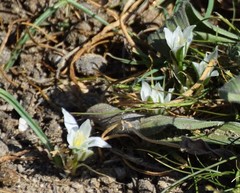 Ornithogalum baeticum